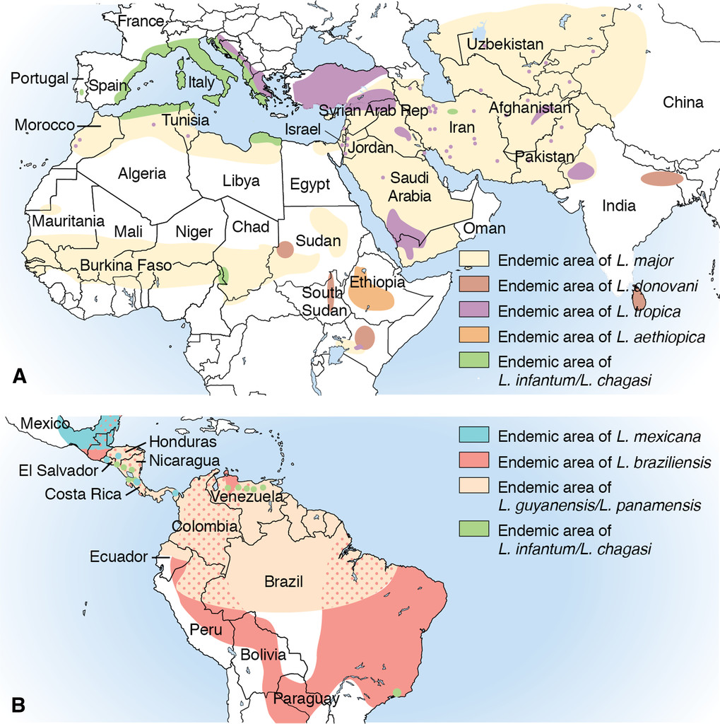 Distribution géographique des diffèrentes espèces responsables de leishmaniose cutanée