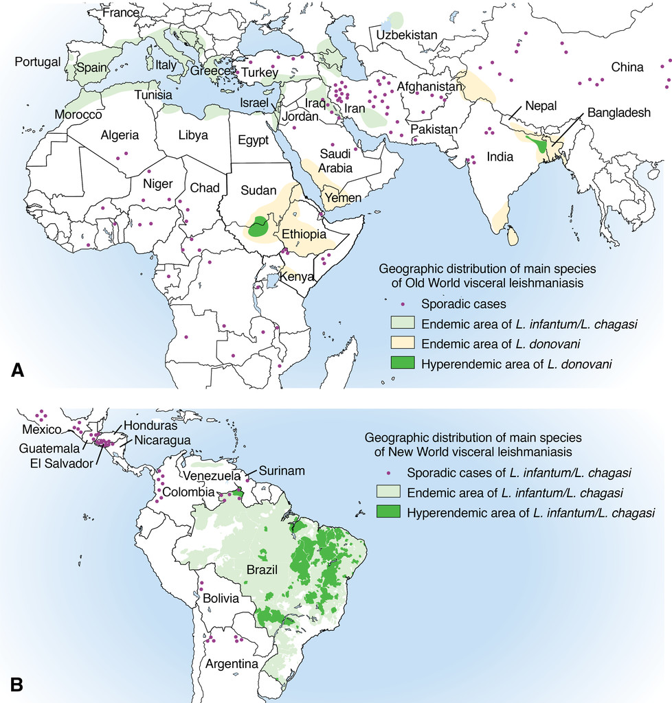 Distribution géographique des diffèrentes espèces responsables de leishmaniose viscérale